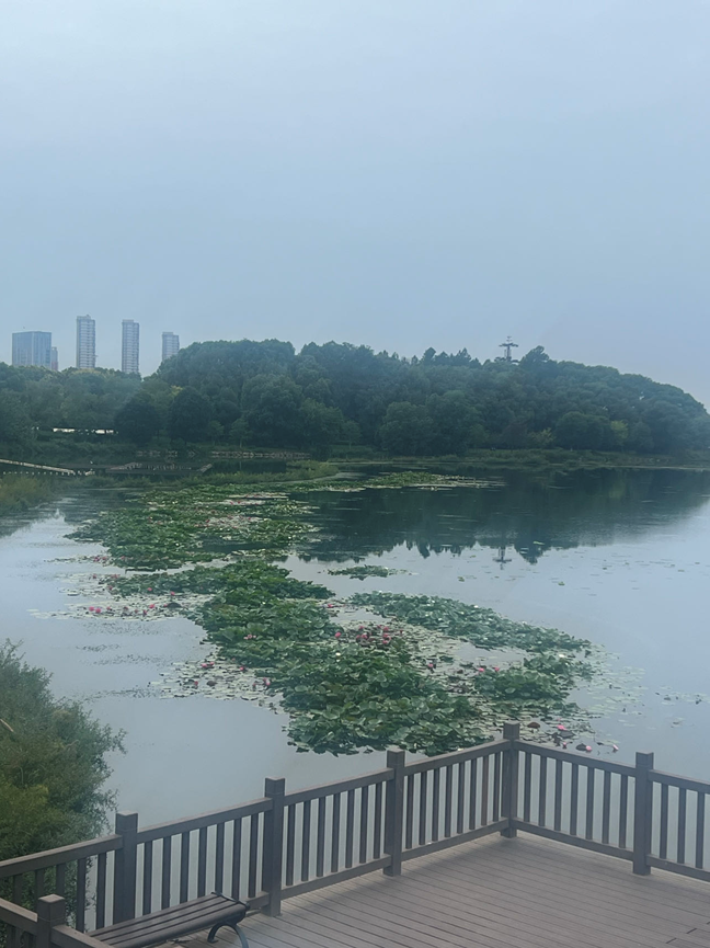 静静花开 赏心悦目 （随手拍 2023-9-15）