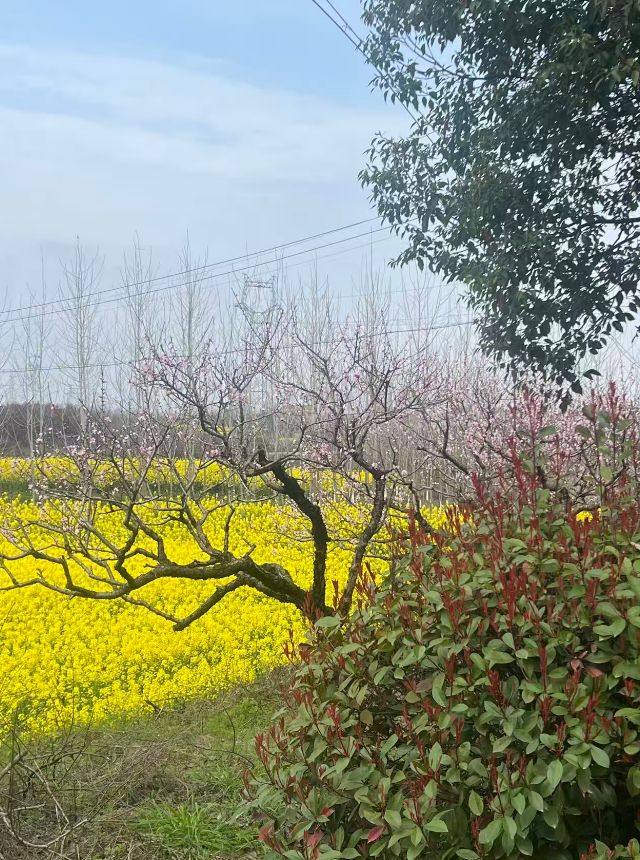 某土地开发整理项目——现场勘察（2026-3-19   春光正当时）